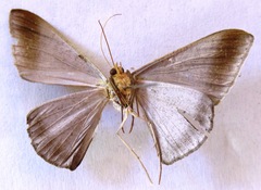 Sphacelodes vulneraria