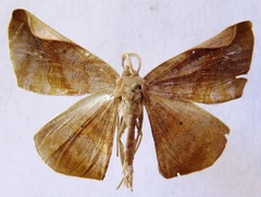 Sphacelodes vulneraria