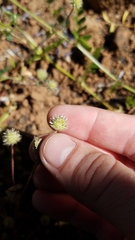 Trifolium microcephalum