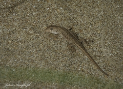 Liolaemus wiegmannii