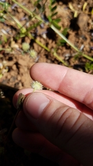 Trifolium microcephalum