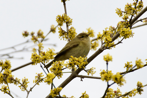 Mosquitero común (Phylloscopus collybita)