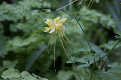 Aquilegia longissima