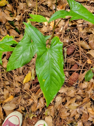 Syngonium podophyllum image