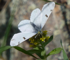 Euchloe olympia