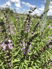 Ocimum americanum