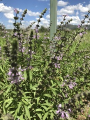 Ocimum americanum