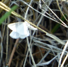 Lomographa vestaliata