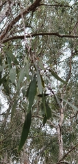 Melaleuca fluviatilis