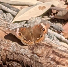 Junonia pacoma