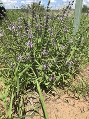 Ocimum americanum