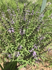 Ocimum americanum