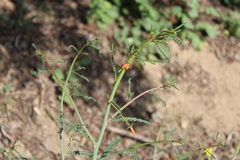 Eulobus