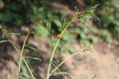 Eulobus
