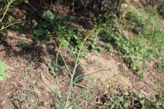 Eulobus