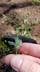 Trifolium striatum