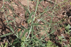 Eulobus