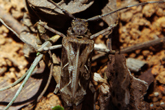 Macropophora accentifer