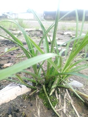 Cyperus luzulae