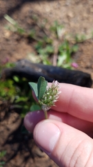 Trifolium striatum