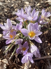 Crocus atticus