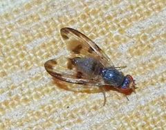 Palloptera umbellatarum