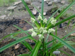 Cyperus luzulae