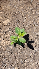 Ceanothus oliganthus sorediatus
