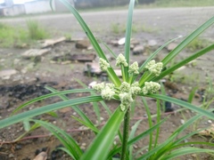 Cyperus luzulae