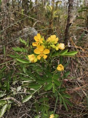 Senna chapmanii