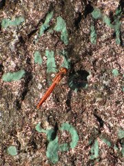 Crocothemis sanguinolenta