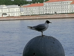 Chroicocephalus ridibundus