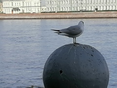 Chroicocephalus ridibundus