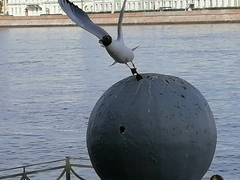 Chroicocephalus ridibundus