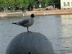 Chroicocephalus ridibundus