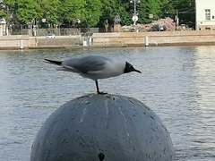 Chroicocephalus ridibundus