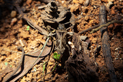 Macropophora accentifer