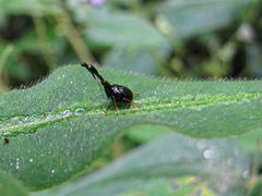 Trachelophorus madegassus