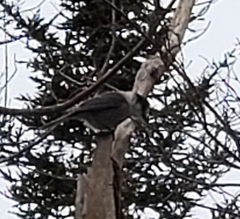 Perisoreus canadensis image