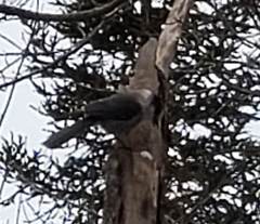 Perisoreus canadensis image