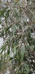 Melaleuca fluviatilis