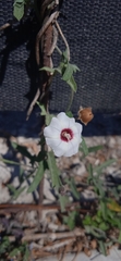 Convolvulus equitans
