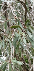 Melaleuca fluviatilis