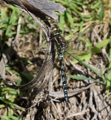 Rhionaeschna marchali