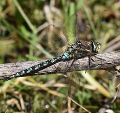 Rhionaeschna marchali