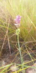 Polygala incarnata