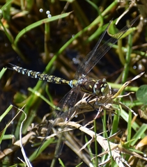 Rhionaeschna marchali