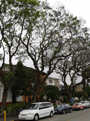 Jacaranda mimosifolia