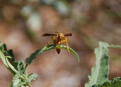 Polistes flavus