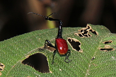 Trachelophorus giraffa